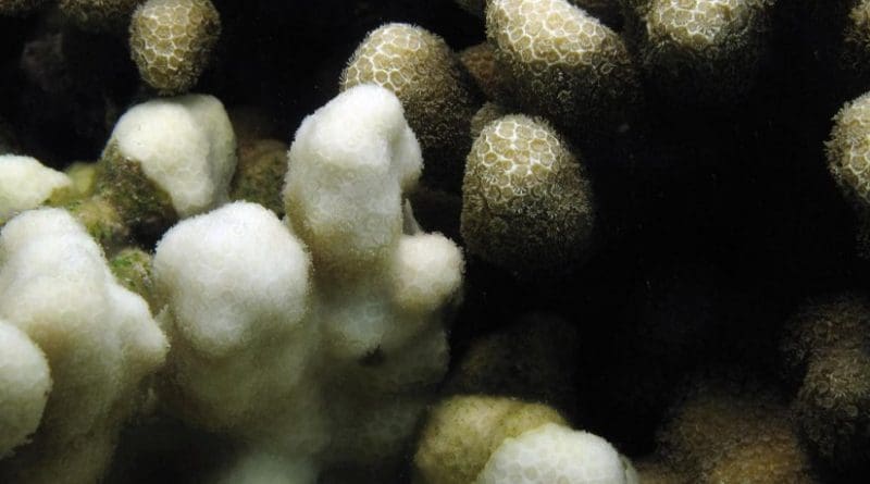 his image shows bleached and unbleached coral close-up. Credit Raphael Ritson-Williams