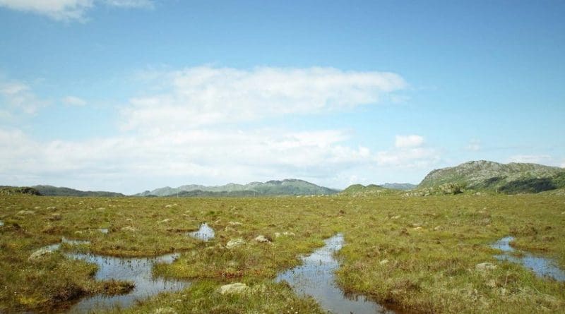 Crucial peatlands carbon-sink vulnerable to rising sea levels. Credit Alex Whittle / University of Exeter