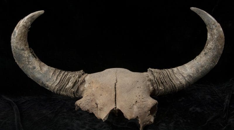 The steppe bison had much larger horns than modern bison. Radiocarbon dating and DNA analysis of bison fossils enabled researchers to track the migration of Pleistocene steppe bison into an ice-free corridor that opened along the Rocky Mountains about 13,000 years ago. Credit Government of Yukon