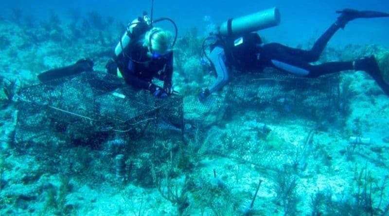 Data from three years of experiments on reefs in the Florida Keys suggests that widespread coral deaths, including an ongoing global coral bleaching, are being caused by a combination of multiple local stressors and global warming. (Photo by A.M.S. Correa/Rice University) Credit (Photo by A.M.S. Correa/Rice University)