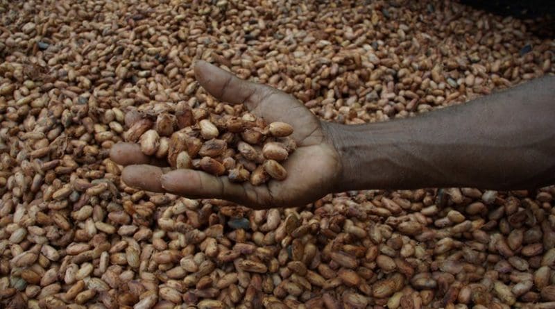 Cocoa beans drying in the sun. Photo by Irene Scott/AusAID, Wikipedia Commons.