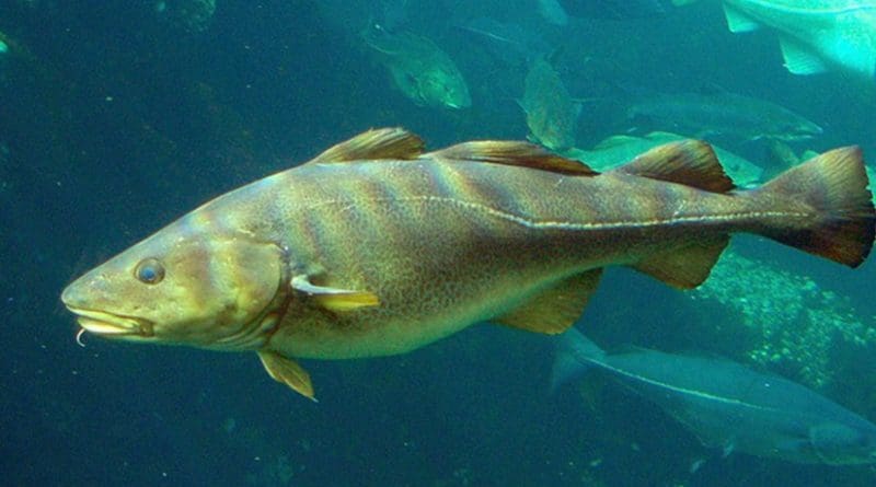 Atlantic Cod. Photo byHans-Petter, Wikipedia Commons.
