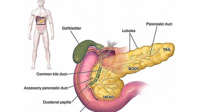 Anatomy of pancreas. Source: Wikipedia Commons.