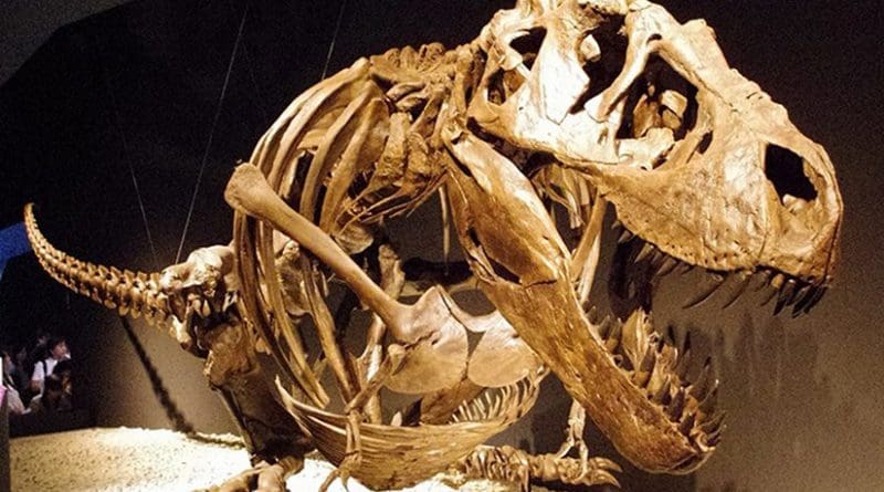 Skeleton of Tyrannosaurus rex. Photo by ssr ist4u, Wikipedia Commons,