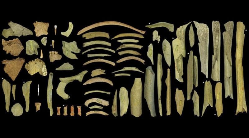 The highly fragmented Neanderthal collection of the third cave at Goyet represents at least five individuals. Dating indicates that the ones marked with an asterisk go back to between 40,500 and 45,500 years ago. Scale=3cm Credit Asier Gómez-Olivencia et al.