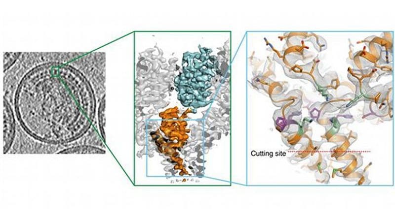 For HIV to mature, a crucial cutting point has to be severed. EMBL scientists determined the cutting site's 3-D structure in whole HIV particles, and found that it is hidden in a position where the virus' cutting machinery can't sever it. So for the virus to mature, the structure first has to change, to expose that cutting point. Credit IMAGE: Florian Schur/EMBL