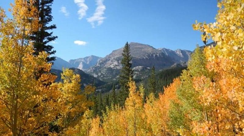 A sub-alpine forest in Colorado. Forests in the southwestern US are expected to be among the hardest-hit, according to the projections resulting from the study. Credit Sydne Record
