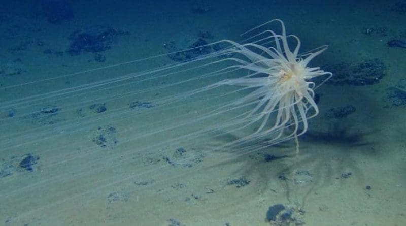 A species of cnidarian in the genus Relicanthus with 8-foot long tentacles attached to a dead sponge stalk on a nodule in the eastern Clarion-Clipperton Zone. These are closely related to anemones. Credit Diva Amon and Craig Smith, University of Hawai'i at Mānoa