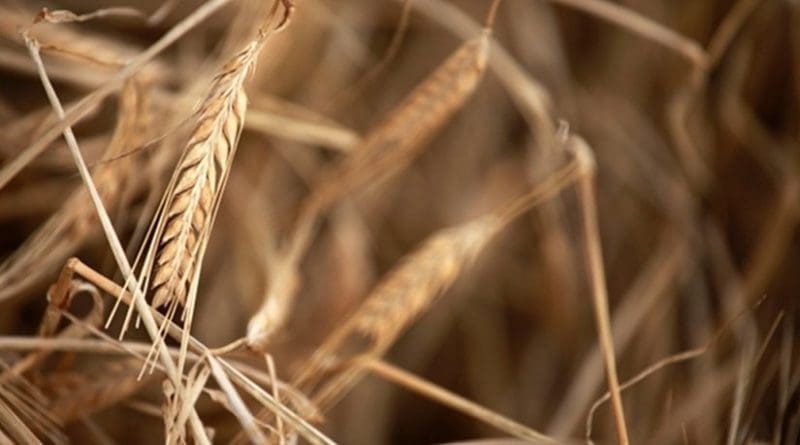 File photo of a normal barley plant.