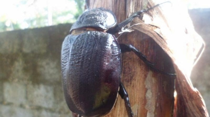beetle