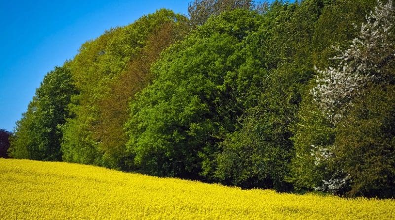Adding trees to agricultural landscapes benefits crops and the environment