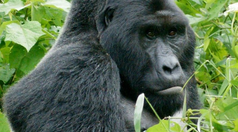 Eastern Gorilla. Photo by Fiver Löcker, Wikipedia Commons.