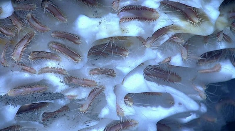 These are deep-sea worms inhabiting a white methane ice hydrate structure from the Gulf of Mexico. Credit NOAA Okeanos Explorer Program, Gulf of Mexico 2012 Expedition