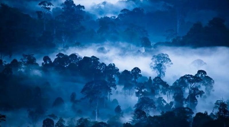 This is a photograph of 'Danum Valley (Borneo) at dawn. Credit: Liana Joseph