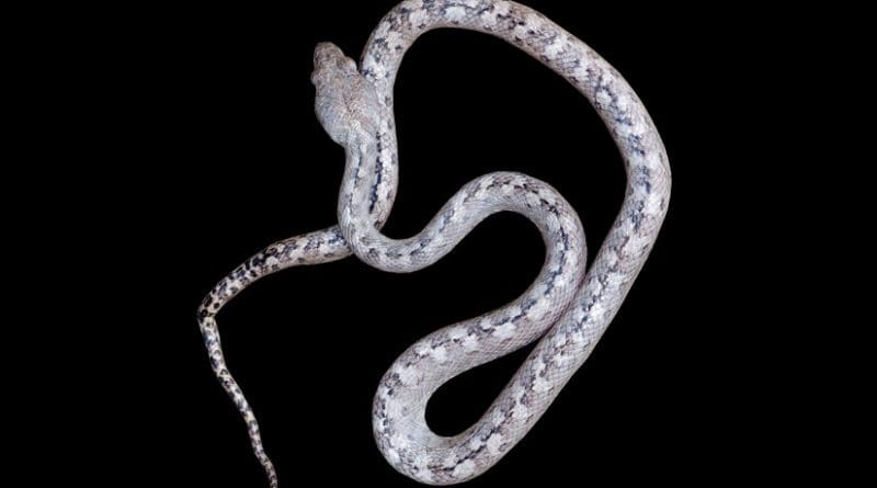 Madagascarophis lolo, pronounced "luu luu," which means ghost in Malagasy. Credit Sara Ruane, LSU