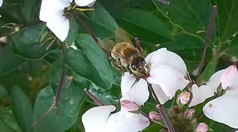 A honey bee forager collecting nectar from a cleome flower. Bees make honey from nectar. They also collect pollen, which they convert into bee bread. Credit Kirsten S. Traynor