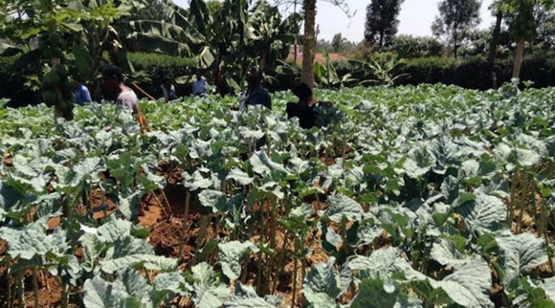 Vegetable garden on Albert Waweru’s farm at Kasarani on the outskirts in Nairobi. Credit: Justus Wanzala | IDN-INPS