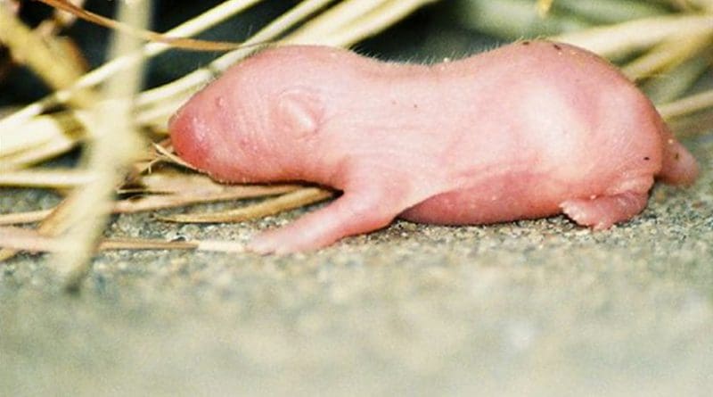File photo of baby mouse.