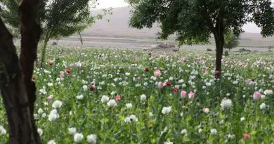 Opium poppy field in Gostan valley, Nimruz Province, Afghanistan. Credit: Wikimedia Commons.