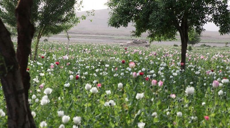 Opium poppy field in Gostan valley, Nimruz Province, Afghanistan. Credit: Wikimedia Commons.