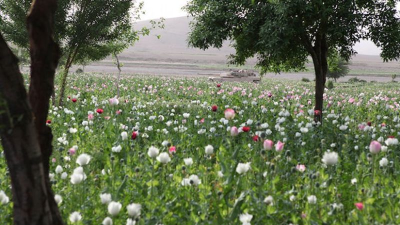Opium poppy field in Gostan valley, Nimruz Province, Afghanistan. Credit: Wikimedia Commons.