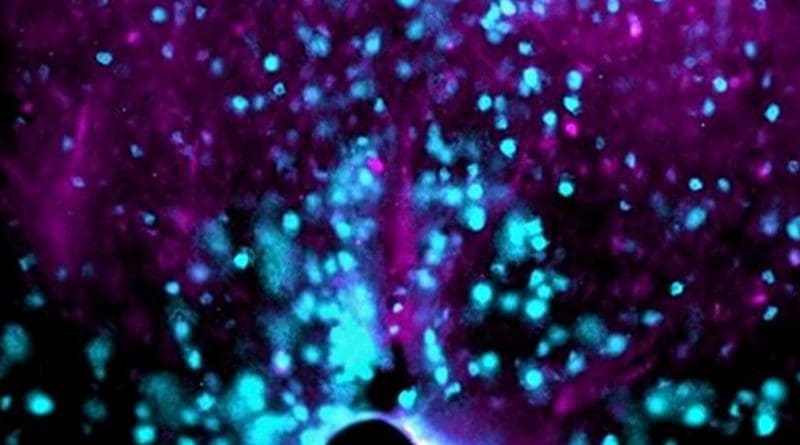 Blue dots show thirst neurons located in the OVLT of a mouse brain. Credit Bourque lab, McGill University