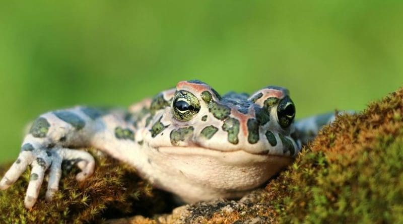 toad frog