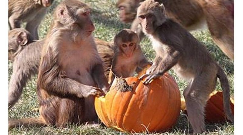 Rhesus macaque monkeys that were less certain about their social position had higher levels of inflammatory proteins than those with more certainty, a study at the California National Primate Research Center at UC Davis found. The results suggest that social uncertainty might impact health. Credit California National Primate Research Center