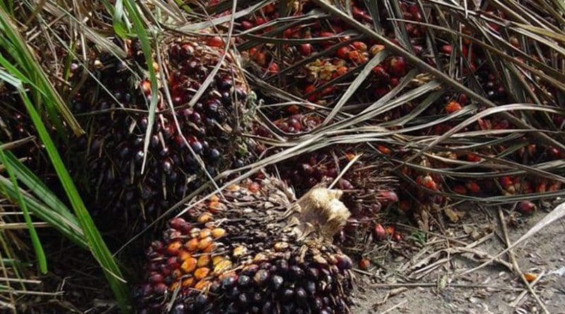 Elaeis guineensis fruits on palm tree. Photo by Bongoman, Wikipedia Commons.