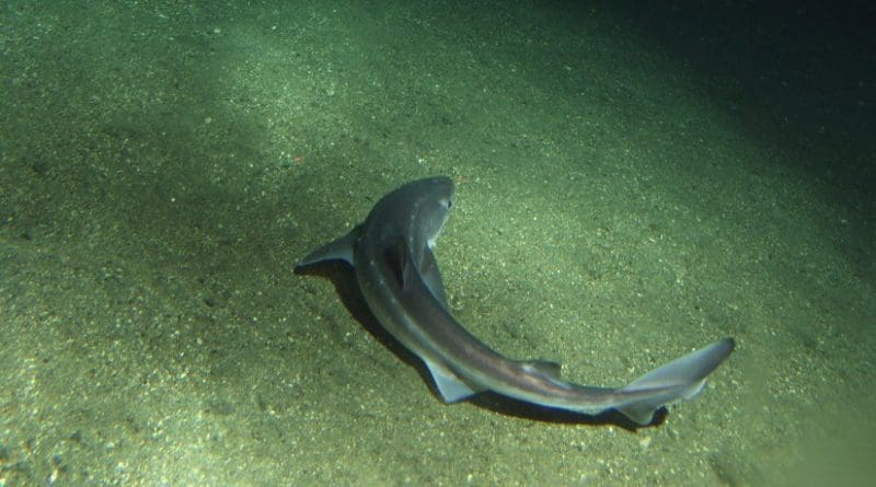 Spiny dogfish shark. Photo by Rick Starr. Credit: NOAA/CBNMS, Wikipedia Commons.