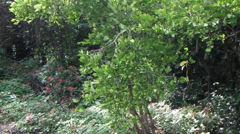 Coca plant. Source: Wikipedia Commons.