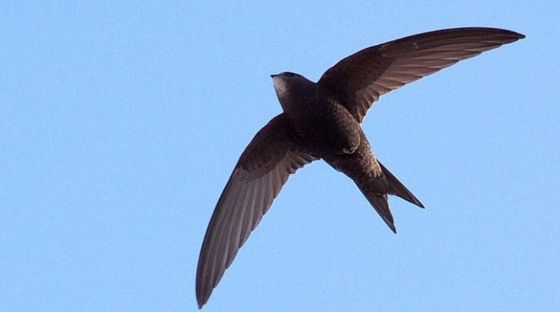 A Common Swift flying in Barcelona, Spain. Photo by pau.artigas, Wikipedia Commons.
