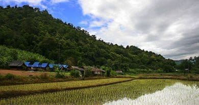 Rice plantation in Thailand. Photo by Martin-Manuel Beaulne, Wikipedia Commons.