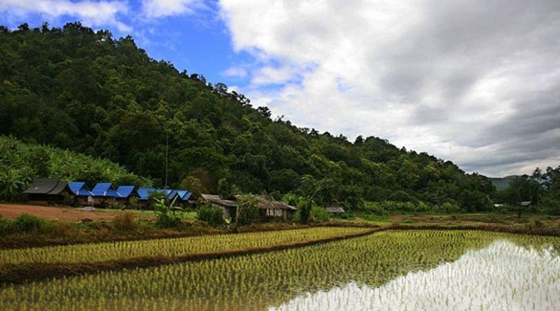 Rice plantation in Thailand. Photo by Martin-Manuel Beaulne, Wikipedia Commons.