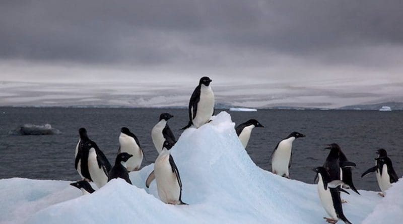 Adelie penguins in Antarctica. Credit: Wikimedia Commons.
