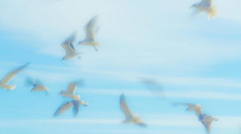 bird seagull birds