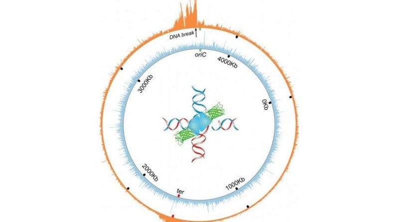 The orange wheel shows the circular chromosome or genome of E. coli bacteria. The spikes indicate where a molecular intermediate in DNA repair -- four-way DNA junctions -- accumulate near a reparable double strand break in the genome. Credit Image courtesy of Jun Xia and Qian Mei