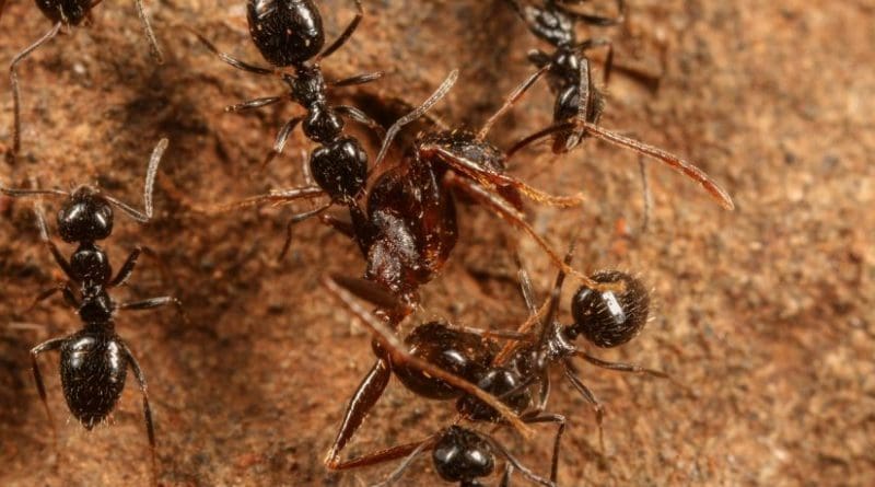 This is a Lepisiota dispatching Pheidole ant. Credit D. Magdalena Sorger