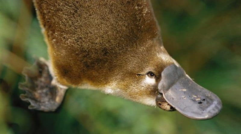 A platypus. The same hormone produced in the gut of the platypus to regulate blood glucose is also produced in their venom, researchers have found -- and that hormone could be used in possible type 2 diabetes treatments.