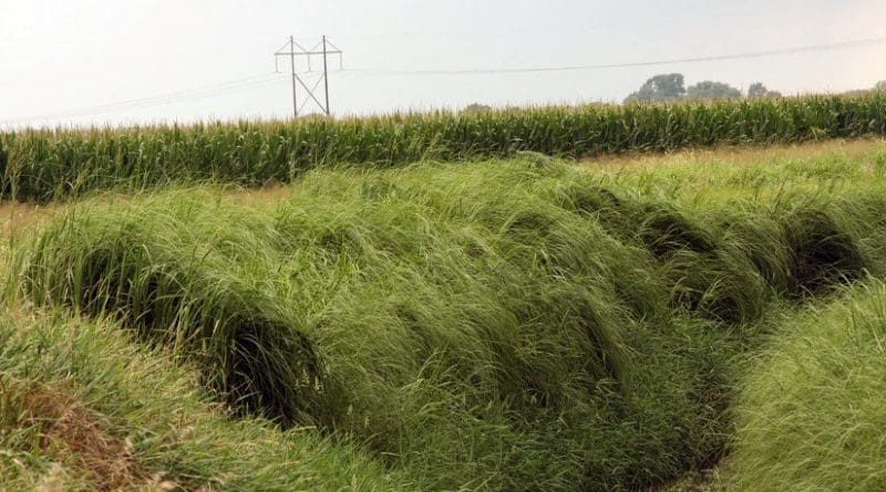 Patch of cordgrass