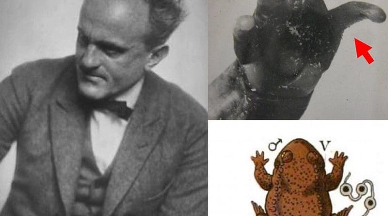 At left, the controversial scientist Paul Kammerer. Upper right: An image of the fingers of an experimental male midwife toad, showing a rugose nuptial pad (red arrow). Lower right: A schematic illustration from a paper by Kammerer of an experimental water-breeding male midwife toad.