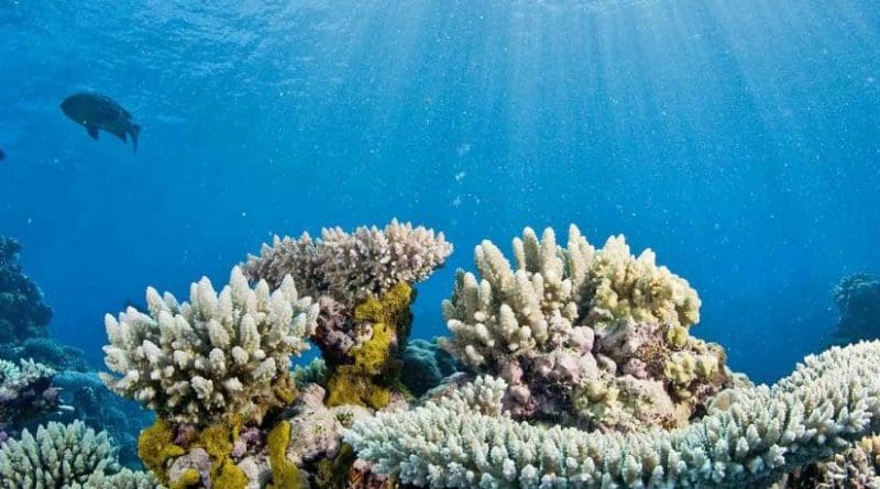 Coral reefs, like the Osprey Reef off Northeastern Australia, will bear the brunt of rising temperatures, jeopardizing the lives and economic prosperity of people who depend on reefs for tourism and food. Credit Jayne Jenkins, Catlin Seaview Survey