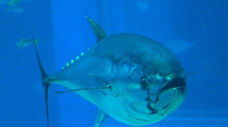 Pacific bluefin tuna. Photo by OpenCage, Wikipedia Commons.