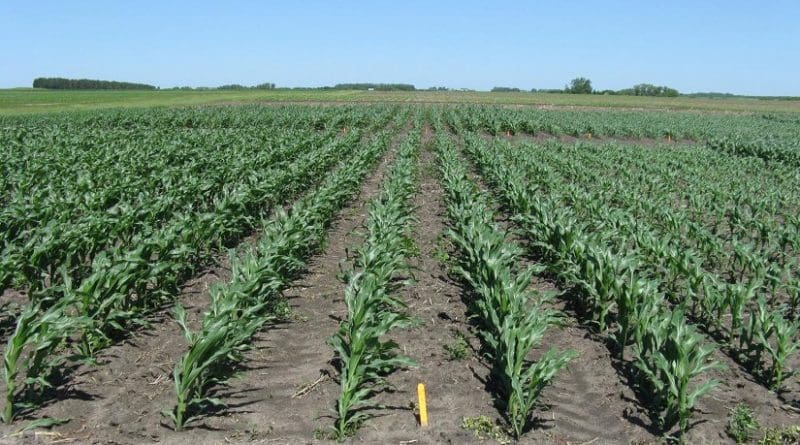 Kaiser's research team planted corn of different relative maturities at test plots in Minnesota at different spring dates to simulate early, on-time and late planting. Credit Photo provided by Daniel Kaiser.