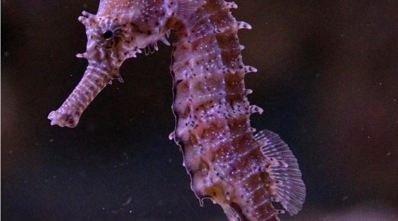 Barbour's Seepferd Seahorse (Hippocampus barbouri) is shown.
