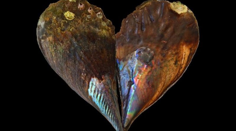Nacre, also known as mother-of pearl, is the biomineral that lines some seashells. New research shows it keeps a record of ancient ocean temperatures. Credit UW-Madison