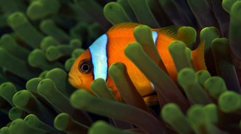 The clownfish (Amphiprion bicinctus) can transition from male to female in the absence of a mature female. (c) 2016 Till Rothig KAUST