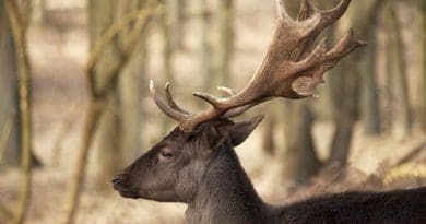 Dark brown fallow deer (buck) with big antlers is shown. Credit Wikipedia commons