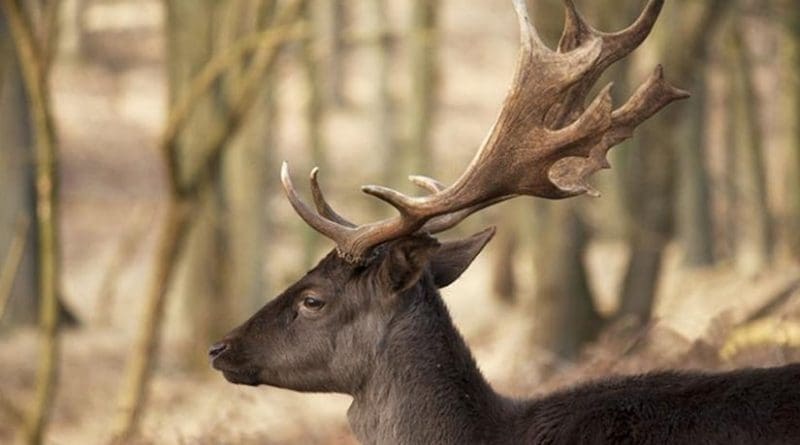 Dark brown fallow deer (buck) with big antlers is shown. Credit Wikipedia commons