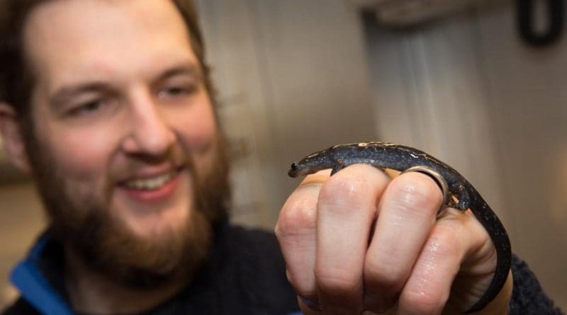 New research from The Ohio State University shows that some mole salamanders travel six miles or more to new breeding territory. This sheds light on an evolutionary mystery and could help in future conservation efforts. Credit Kevin Fitzsimons, Ohio State